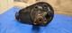 Ford Granada Mk2 2.8 V6 Cologne Power Steering Pump Sierra Cortina